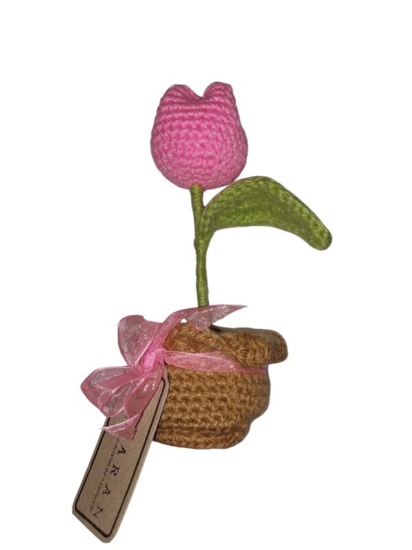 Tulipan pequeño en maceta